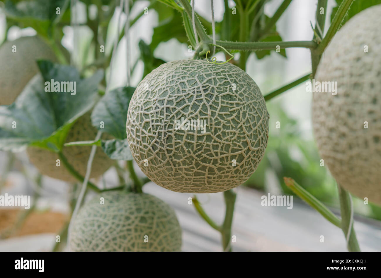 Melon in a vegetable garden Stock Photo Alamy