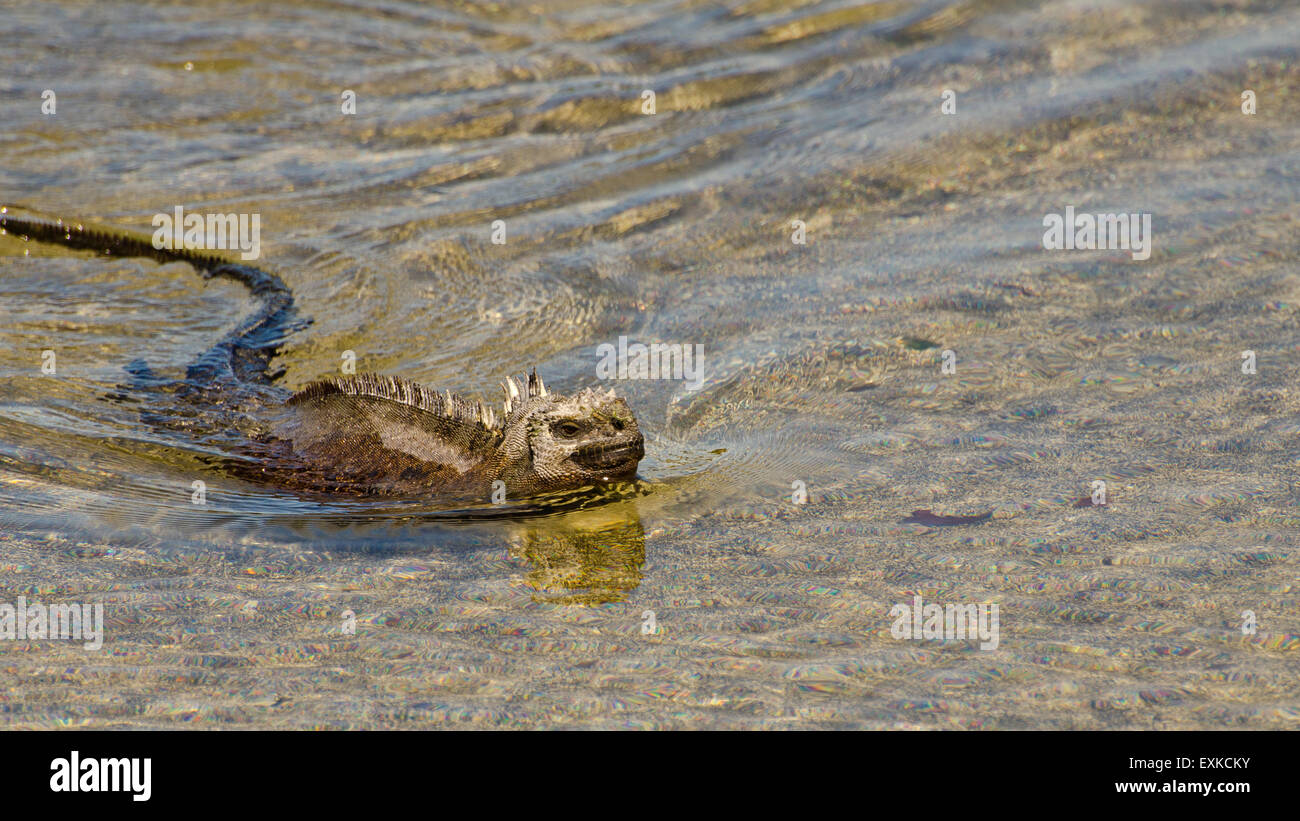 Marine iguana (Amblyrhynchus cristatus) swimming in the Galapagos Islands Stock Photo
