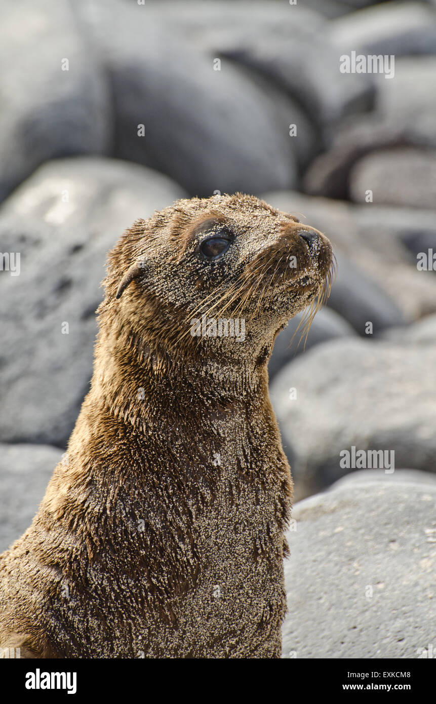 Galapagos Sea Lion Cub Close-Up Espanola Island, Ecuador Stock Photo