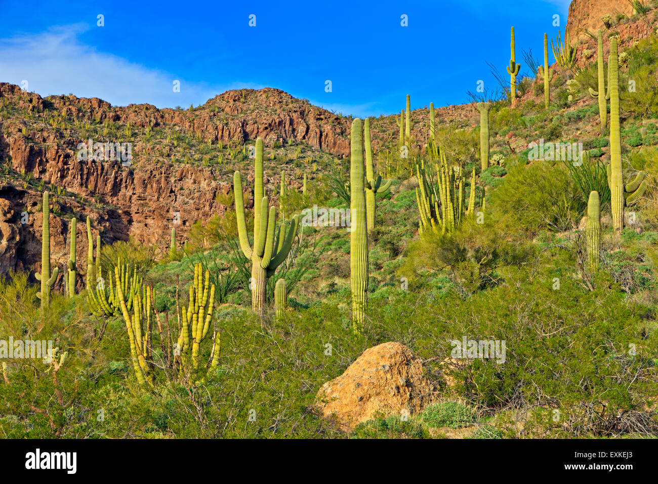 Organ Pipe National Monument, Arizona, USA Stock Photo Alamy