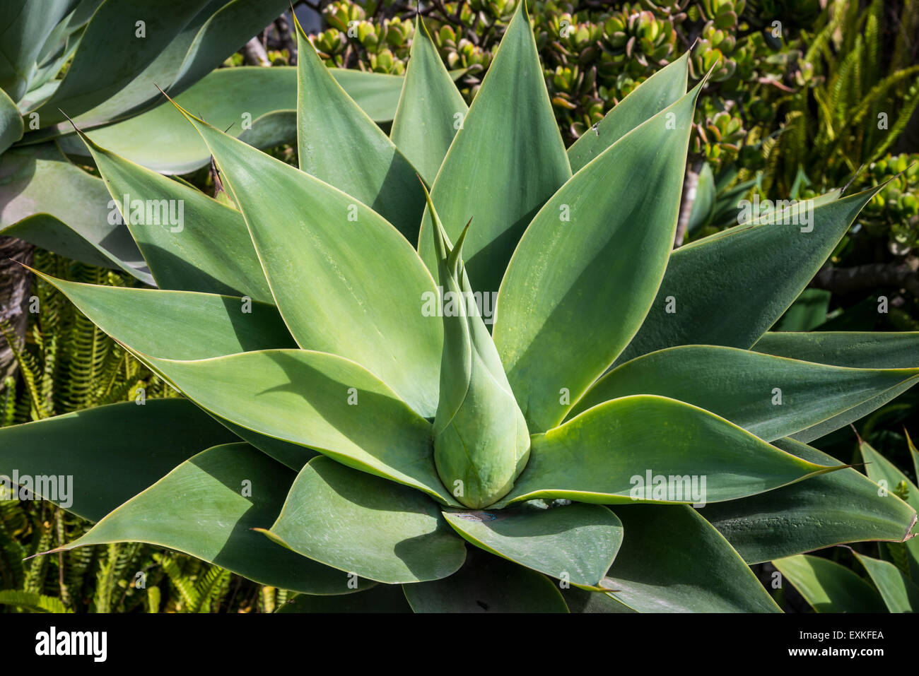 Plant in the garden. San Antonio de Pichincha, Ecuador. Stock Photo