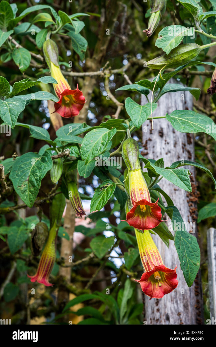 Poisonous Red Angle's trumpet flowers (Brugmansia sanguinea), endemic in the Andes, at Yanacocha Reserve. Quito, Ecuador. Stock Photo