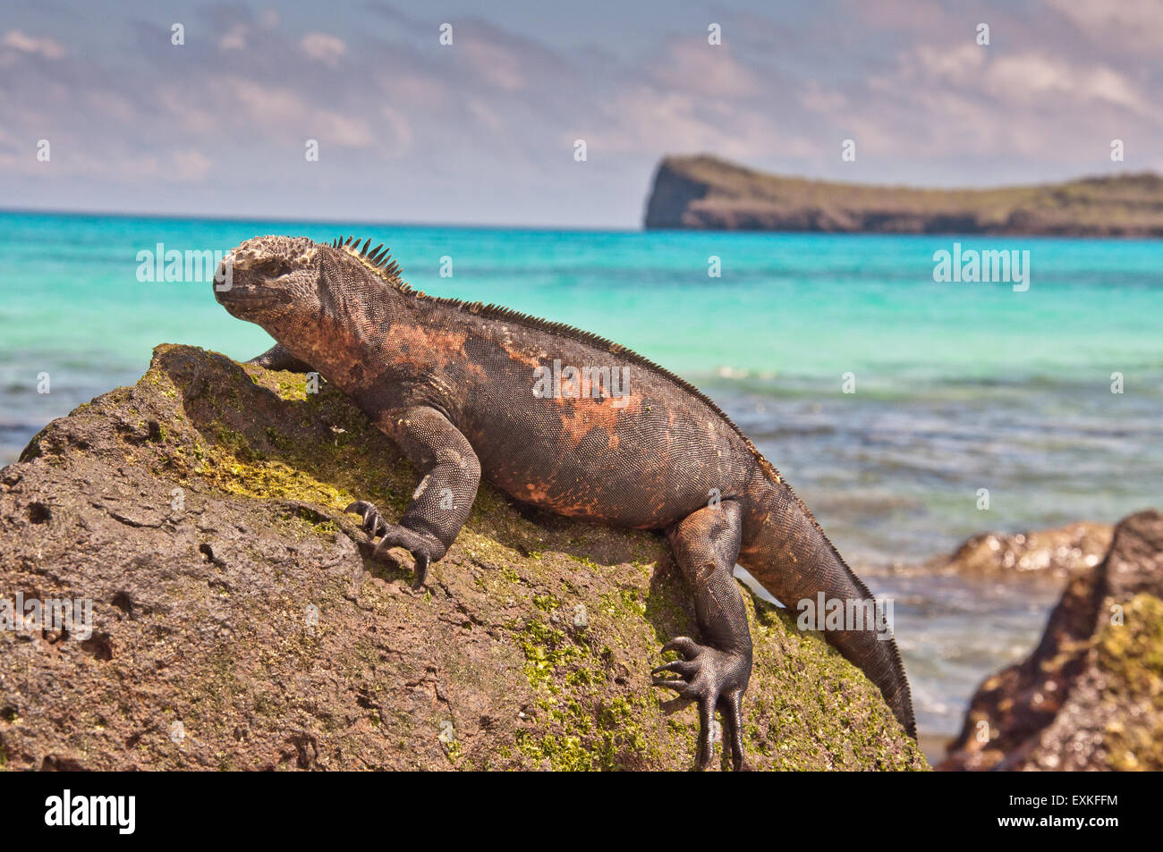 Marine iguana (Amblyrhynchus cristatus) on lava rock in the Galapagos Islands with blue sea behind Stock Photo
