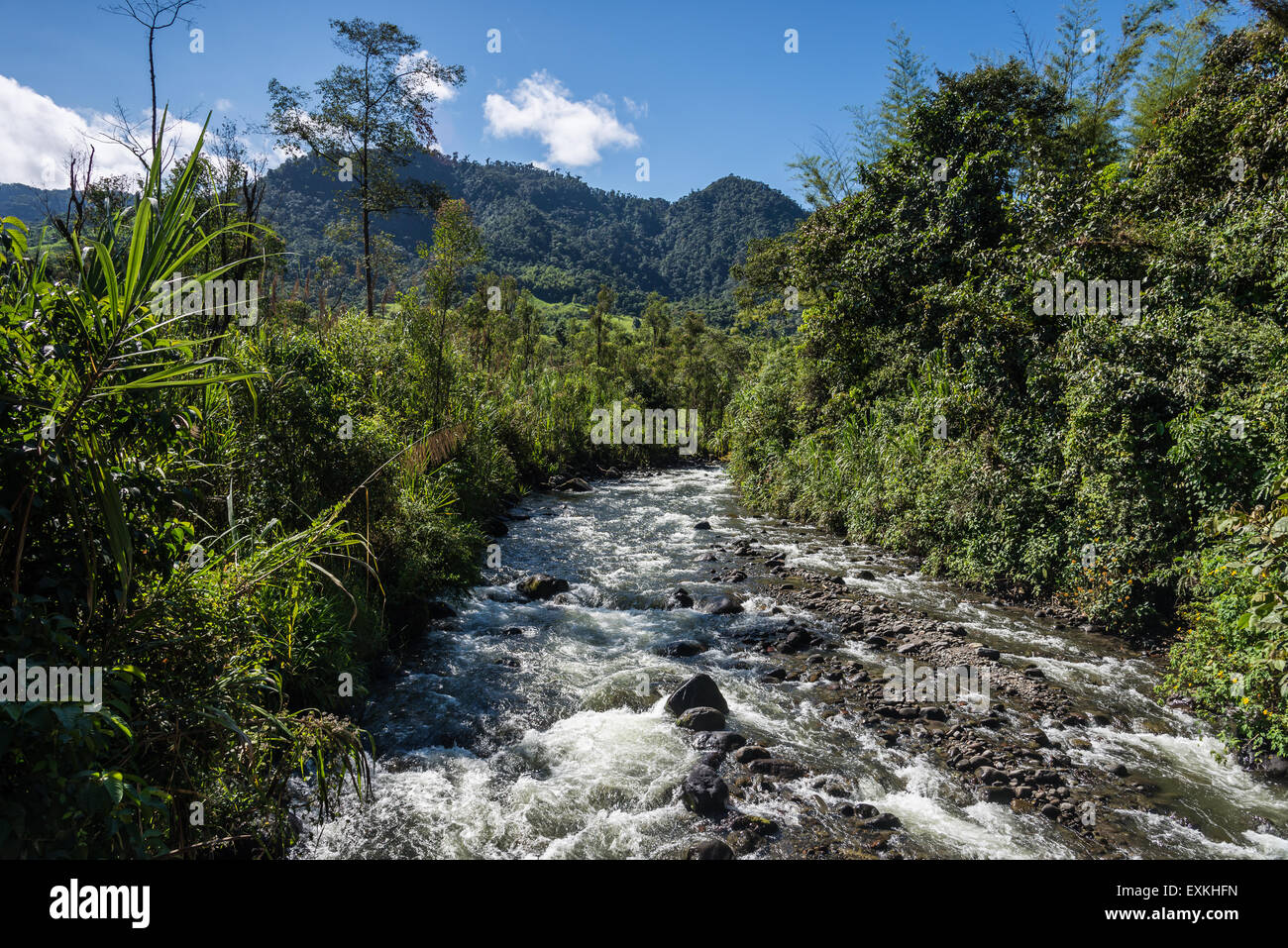 Rio Mindo runs through lush green forest. Mindo, Ecuador. Stock Photo
