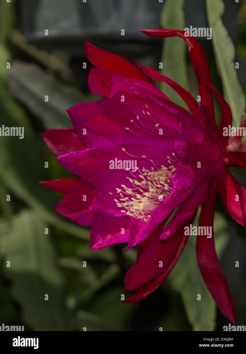 Red orchid cactus flower, Epiphyllum ackermannii, blooms in a garden in spring Stock Photo