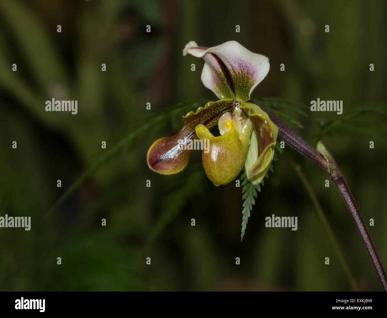 Lady Slipper Orchid Paphiopedilum blooms in a greenhouse in spring Stock Photo