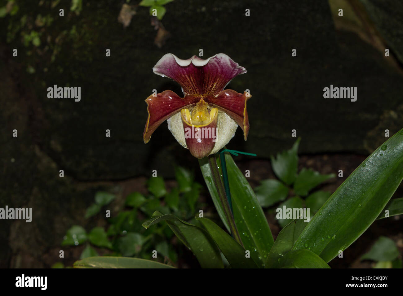 Lady Slipper Orchid Paphiopedilum blooms in a greenhouse in spring Stock Photo