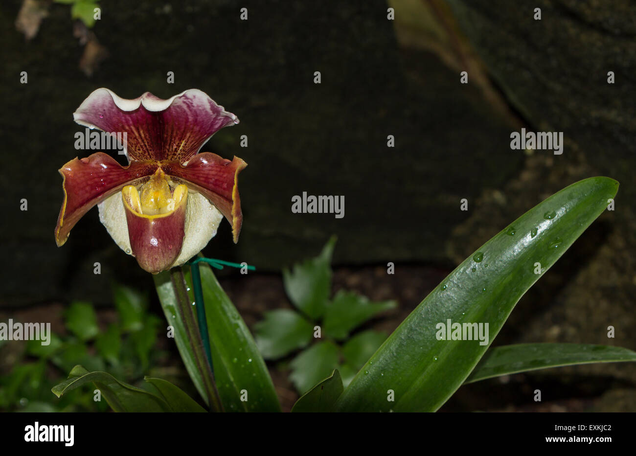 Lady Slipper Orchid Paphiopedilum blooms in a greenhouse in spring Stock Photo