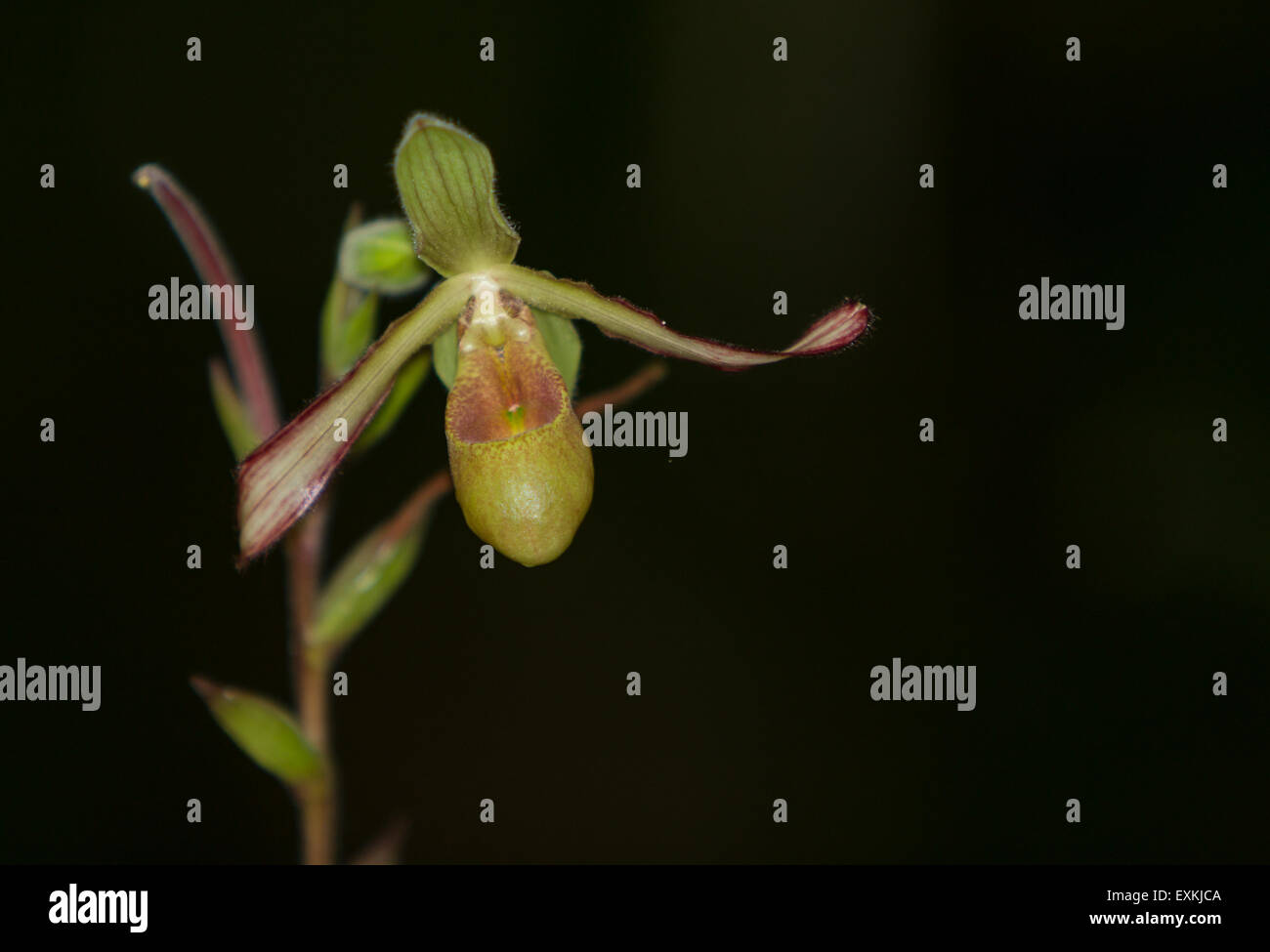 Lady Slipper Orchid Paphiopedilum blooms in a greenhouse in spring Stock Photo