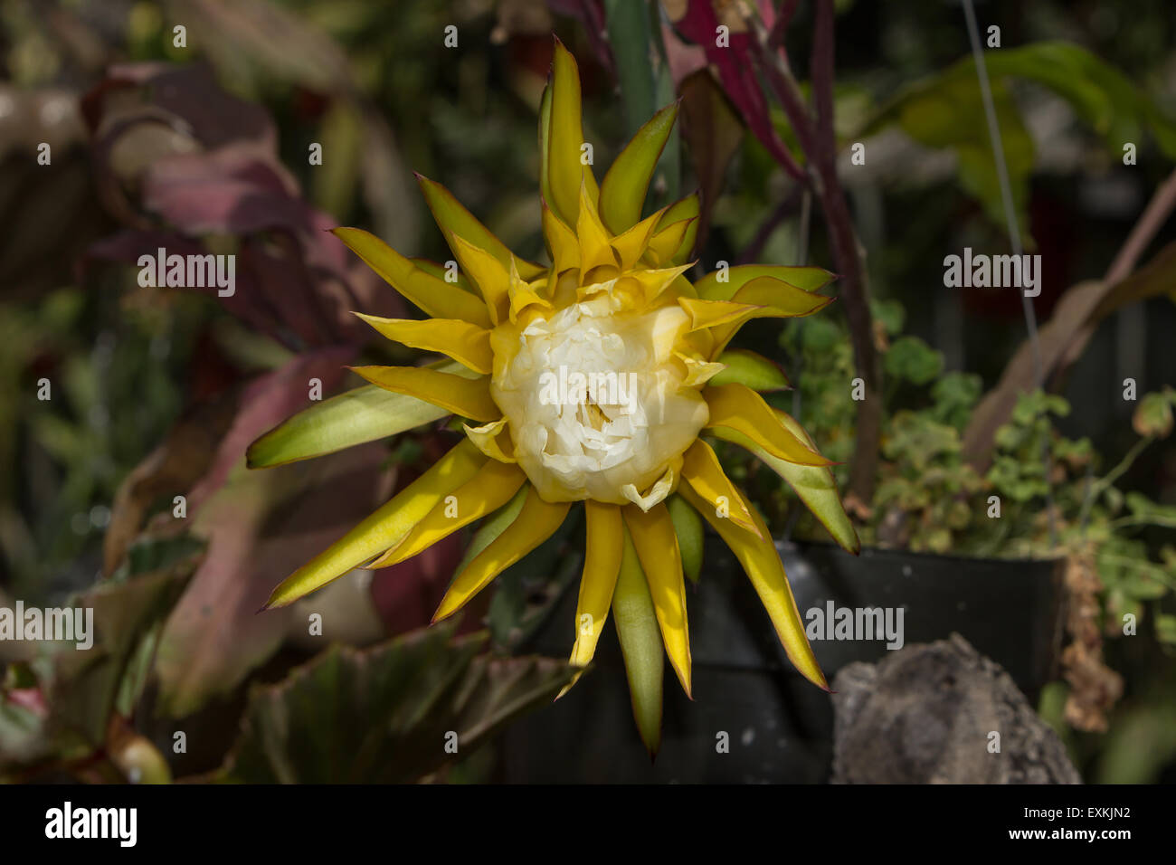 Yellow orchid cactus flower, Epiphyllum ackermannii, blooms in a garden in spring Stock Photo