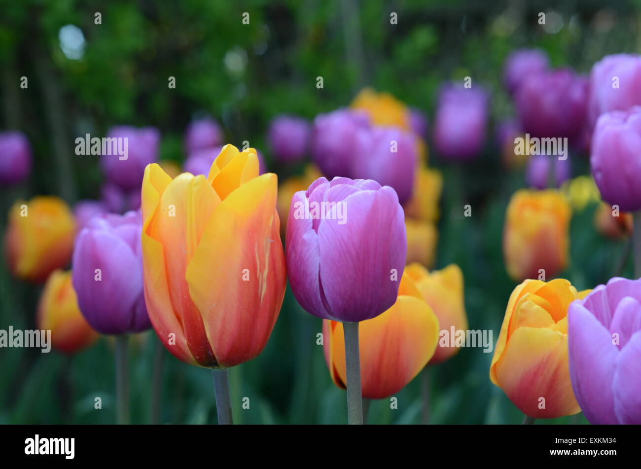 Skagit valley tulip field Stock Photo Alamy