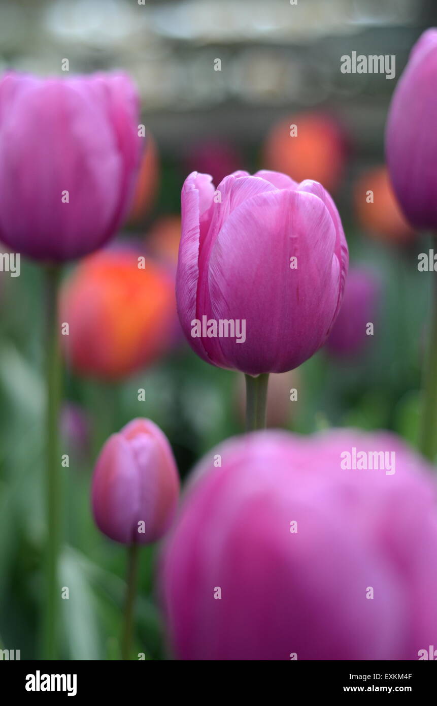Beautiful purple tulip flowers hi-res stock photography and images - Alamy