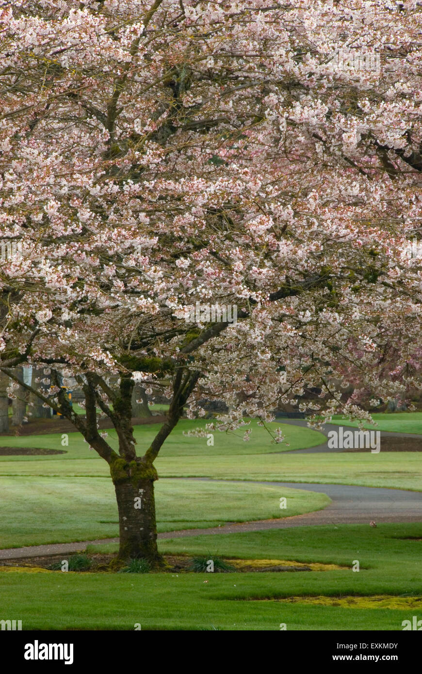 Cherry trees in bloom, Capitol Mall, Olympia, Washington Stock Photo Alamy