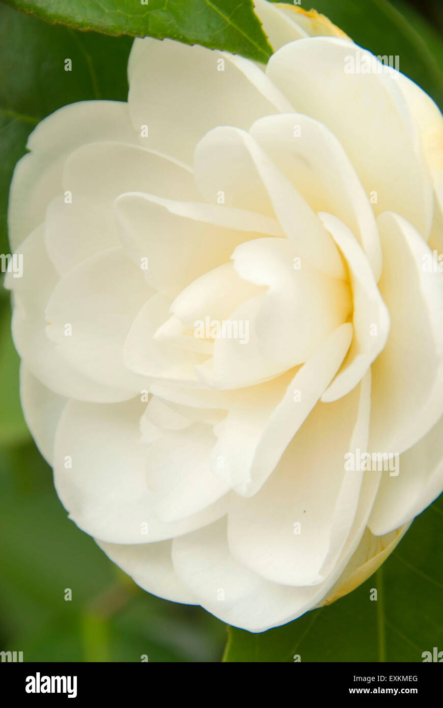 Japanese camellia hi-res stock photography and images - Alamy