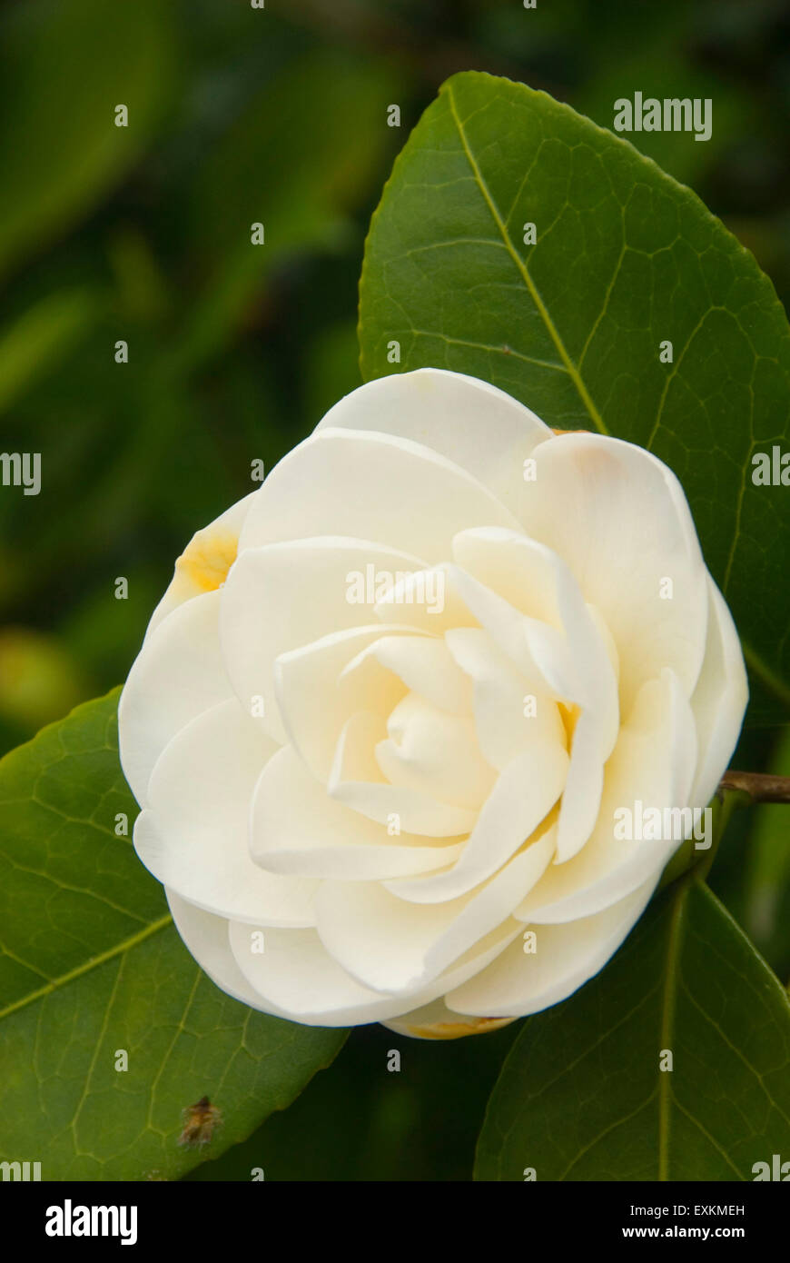 White camellia, Yashiro Japanese Garden, Olympia, Washington Stock Photo