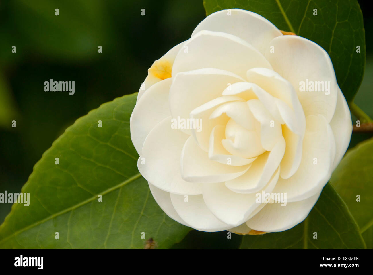White japanese camellia hi-res stock photography and images - Alamy