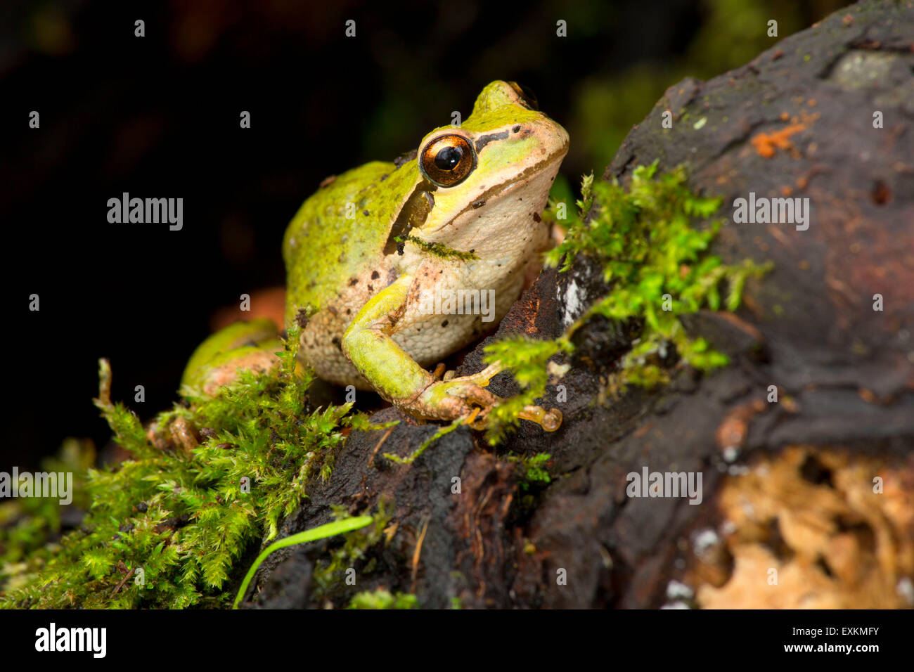 Pacific tree frog (Pseudacris regilla), Nisqually National Wildlife Refuge, Washington Stock Photo