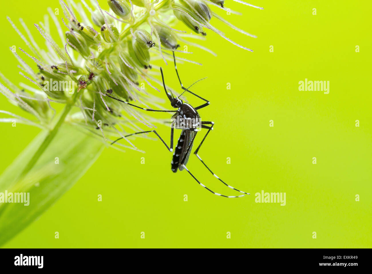 Asian Tiger Mosquito (Aedes albopictus Stock Photo Alamy