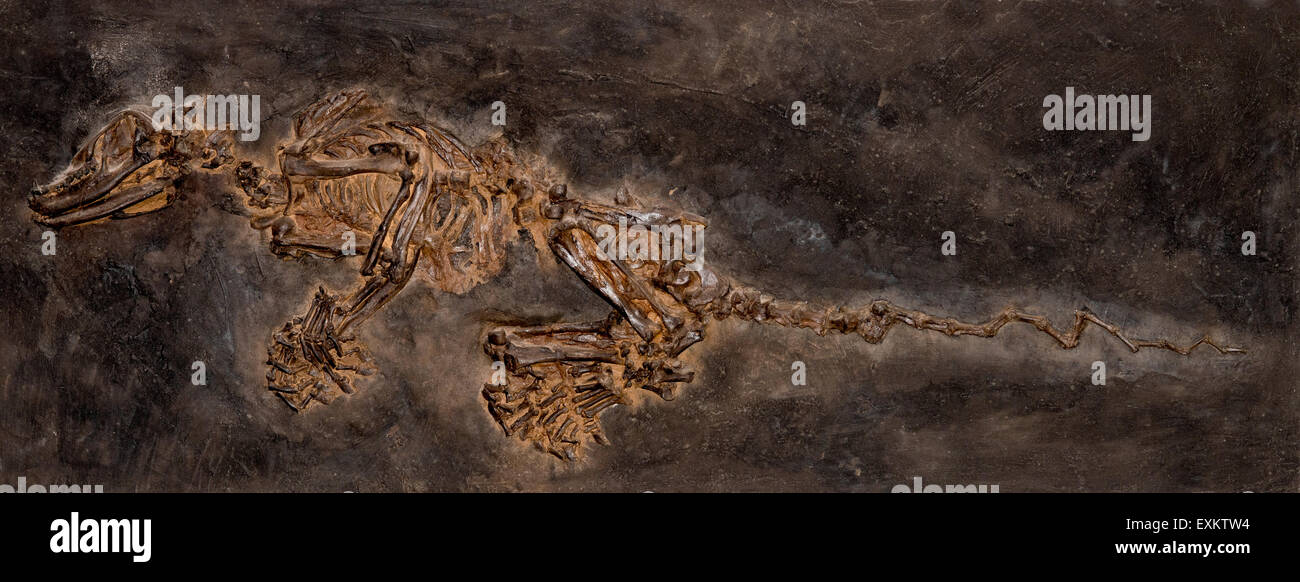 Insectivore-like fossil mammal (Kopidodon macrognathus), imprint or replica, Eocene, Tertiary, find spot Unesco World Heritage Stock Photo
