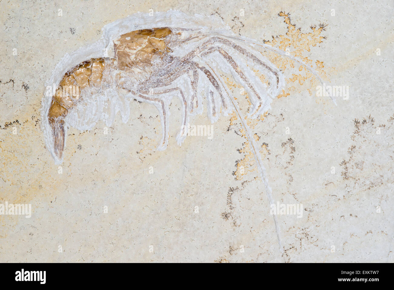 Fossil prawn (Aeger tipularius) and dendrites, White Jura, Zeta 2, find spot quarry Blumenberg, Eichstätt Stock Photo