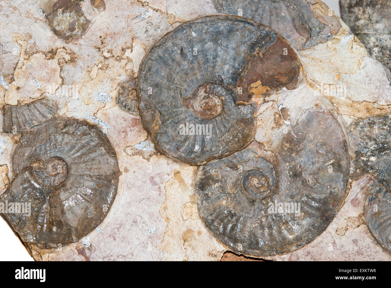 Several ammonites (Amaltheus stokesi), find spot Lias gamma-delta bank, northern Harzvorland, Lower Saxony, Germany Stock Photo