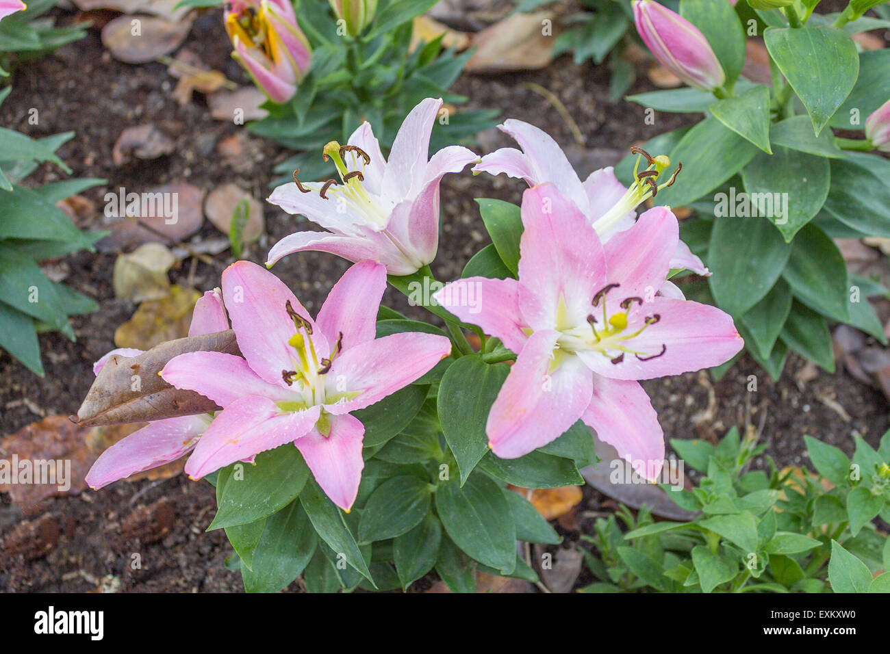 Pink lilies flower in garden Stock Photo Alamy