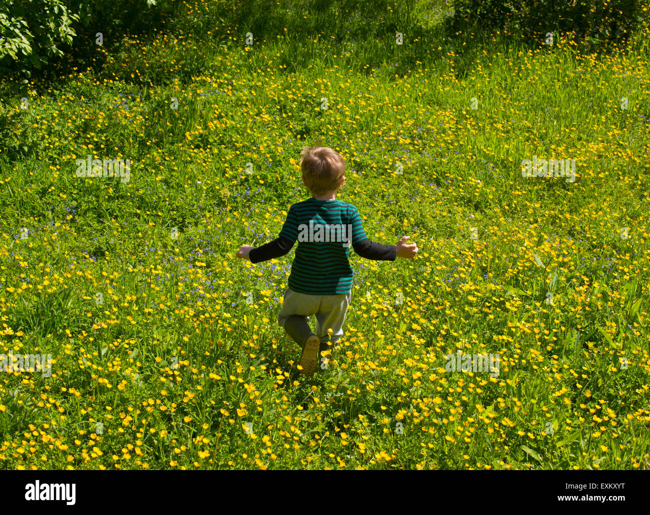 a-4-year-old-boy-enjoys-summer-sunshine-in-a-buttercup-meadow-near