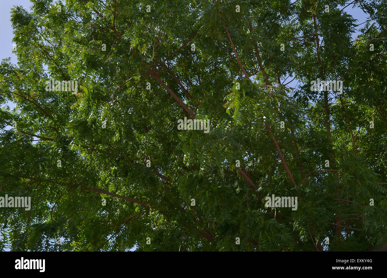 a neem tree taken during midday Stock Photo