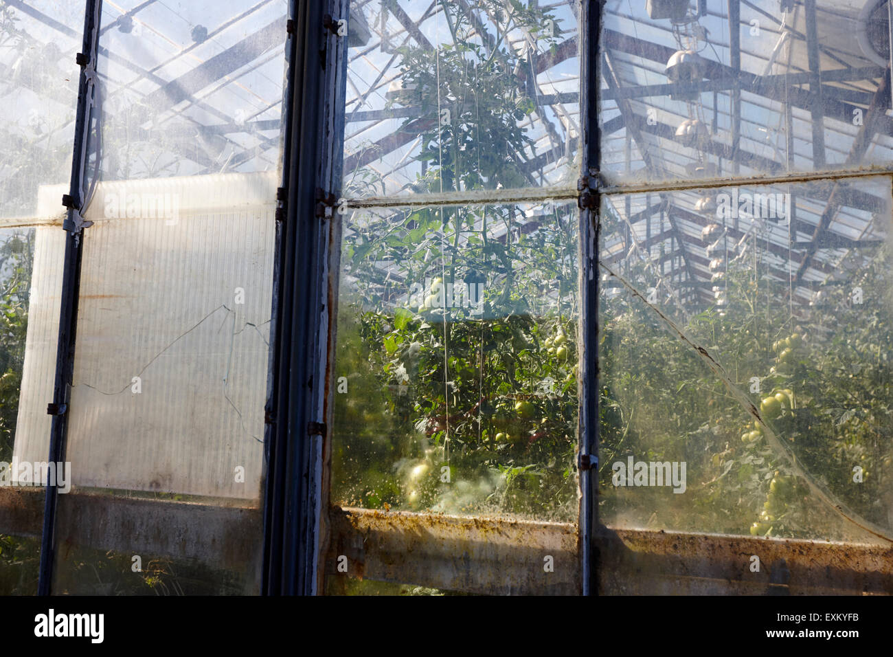 illuminated greenhouses heated by geothermal energy for growing tomatoes indoor farm Hveragerdi iceland Stock Photo