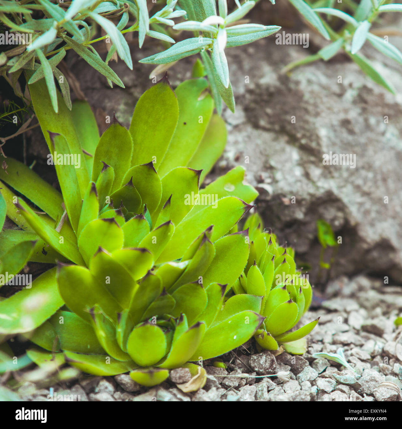 Succulent Stock Photo