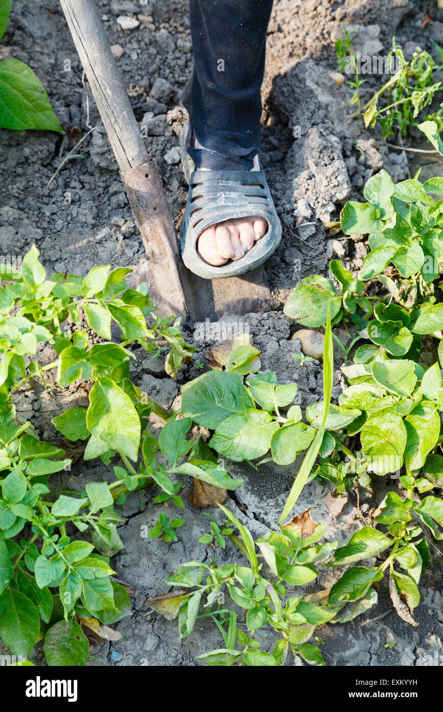 harvesting - farmer digging potatoes in garden by shovel Stock Photo ...