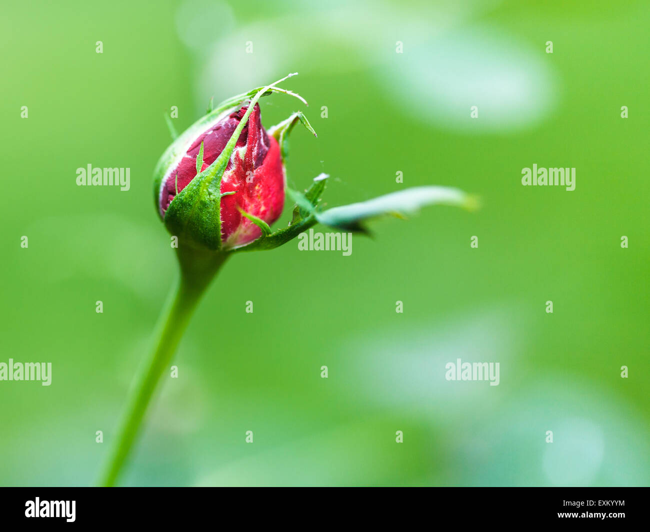 red rose bud outdoors on blurred green background Stock Photo - Alamy