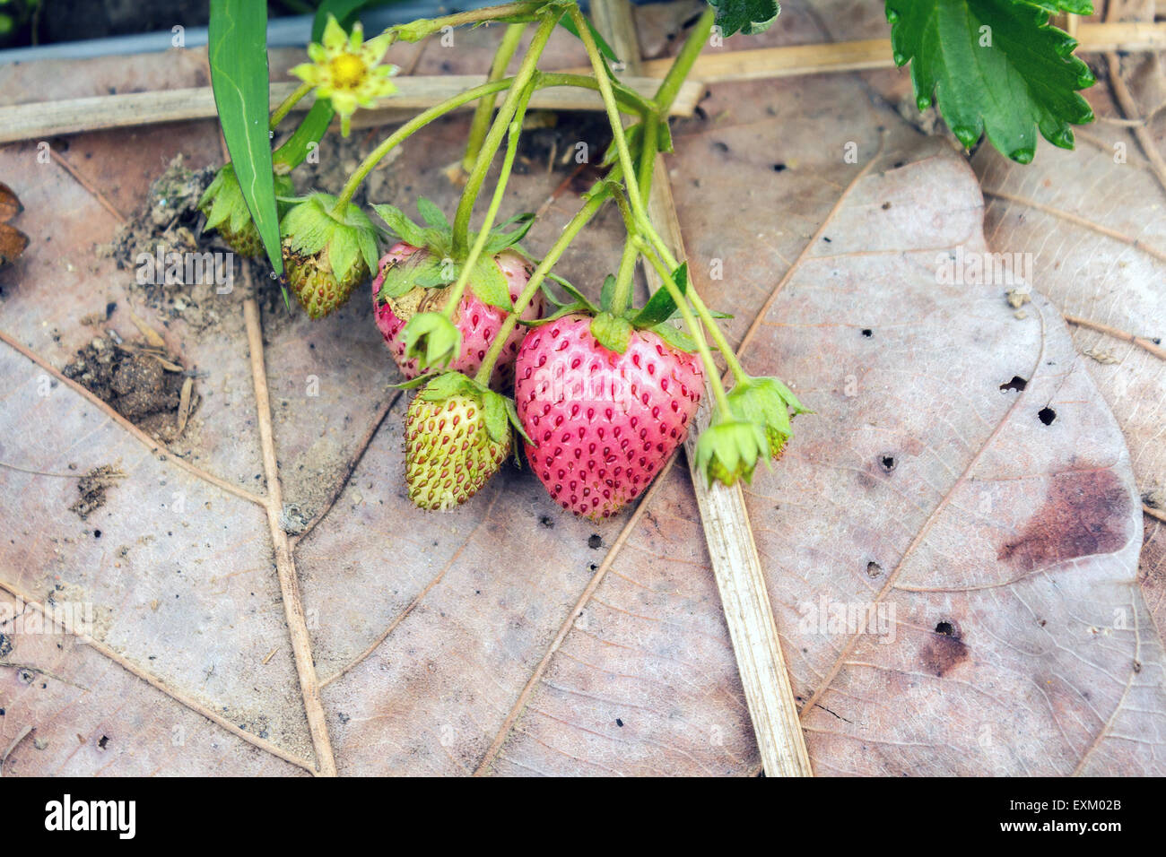 Strawberry plant in garden Stock Photo - Alamy