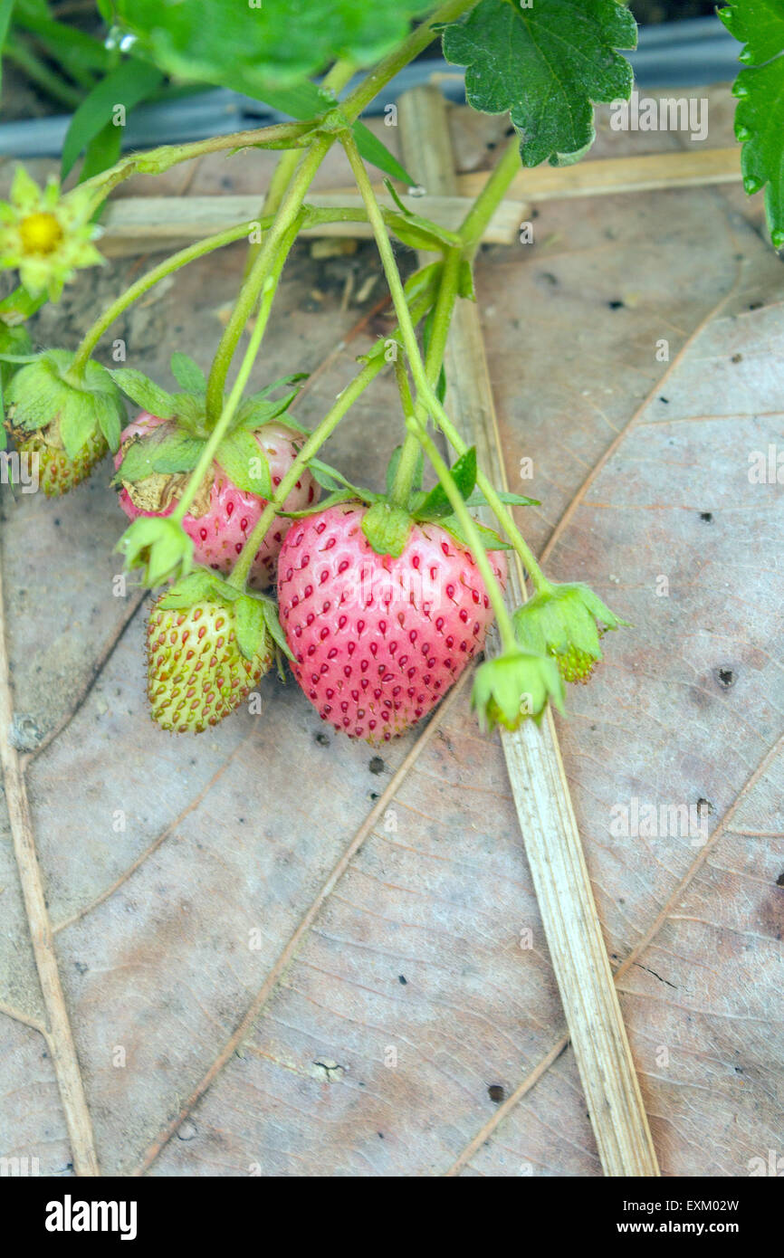 Strawberry bush grow in garden hi-res stock photography and images - Alamy