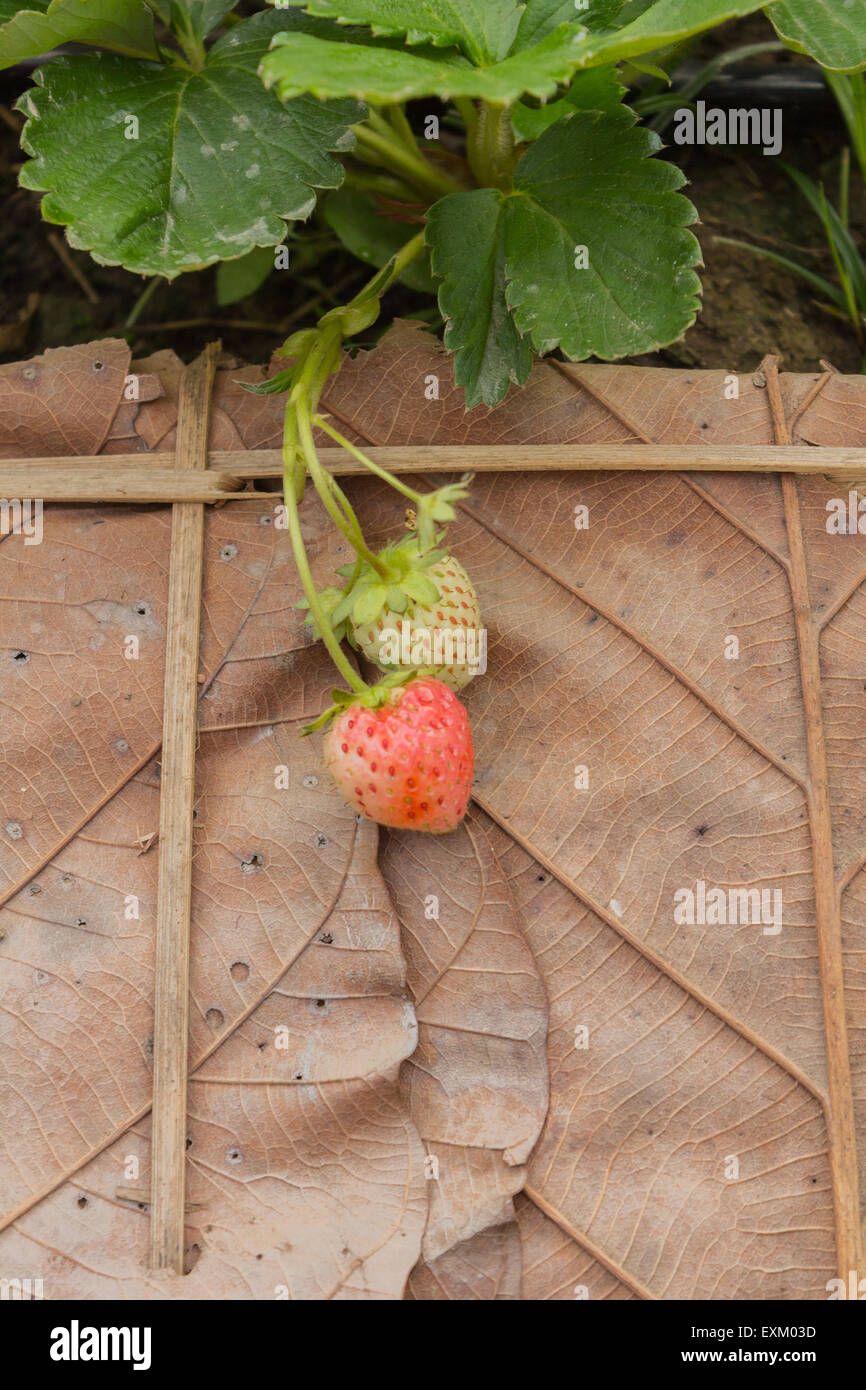 Strawberry plant in garden Stock Photo - Alamy