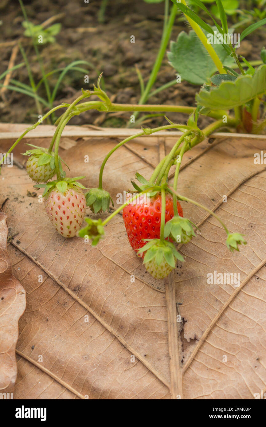 Strawberry plant in garden Stock Photo - Alamy