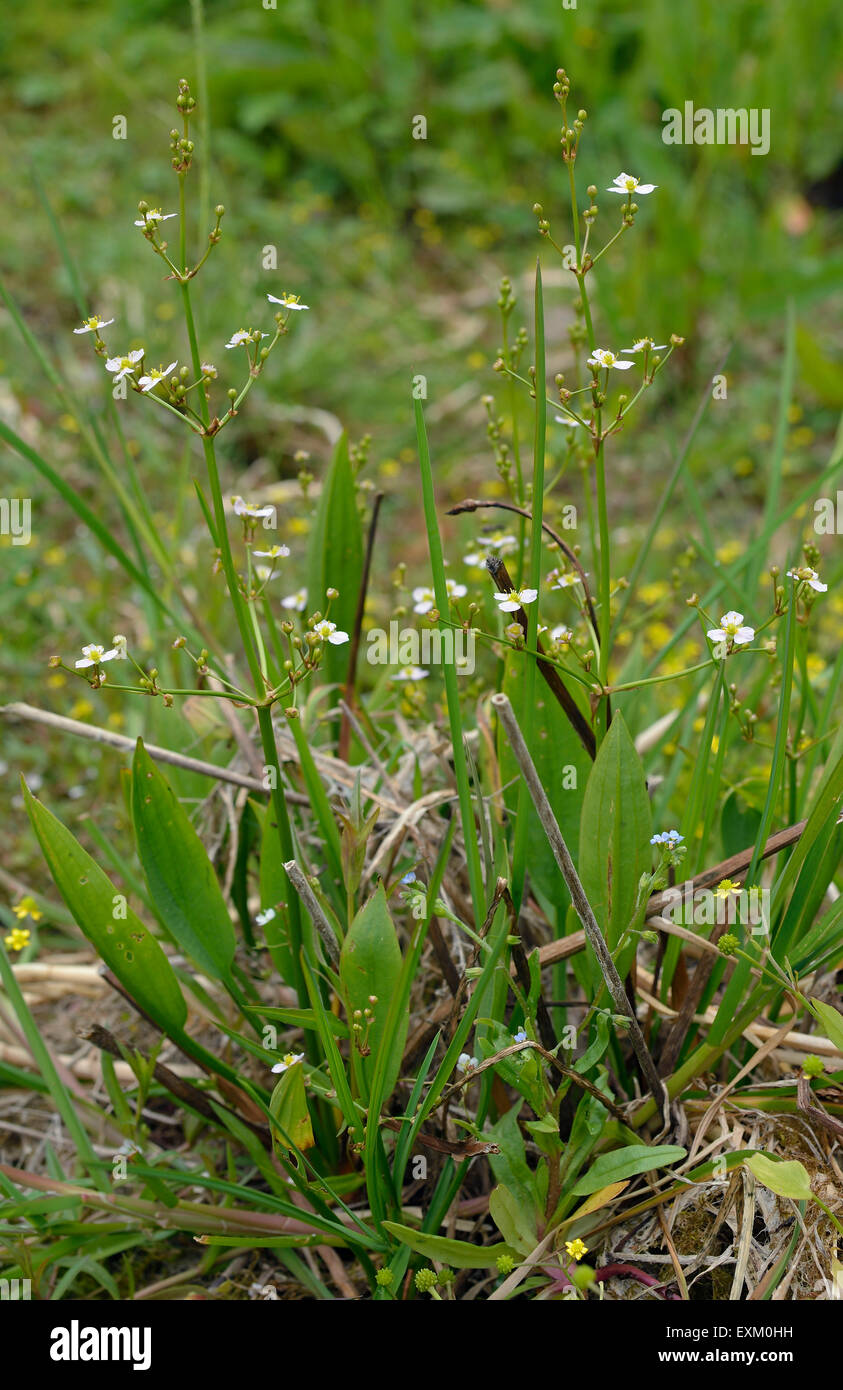 Common Water-plantain - Alisma plantago-aquatica  Marsh Plant Stock Photo