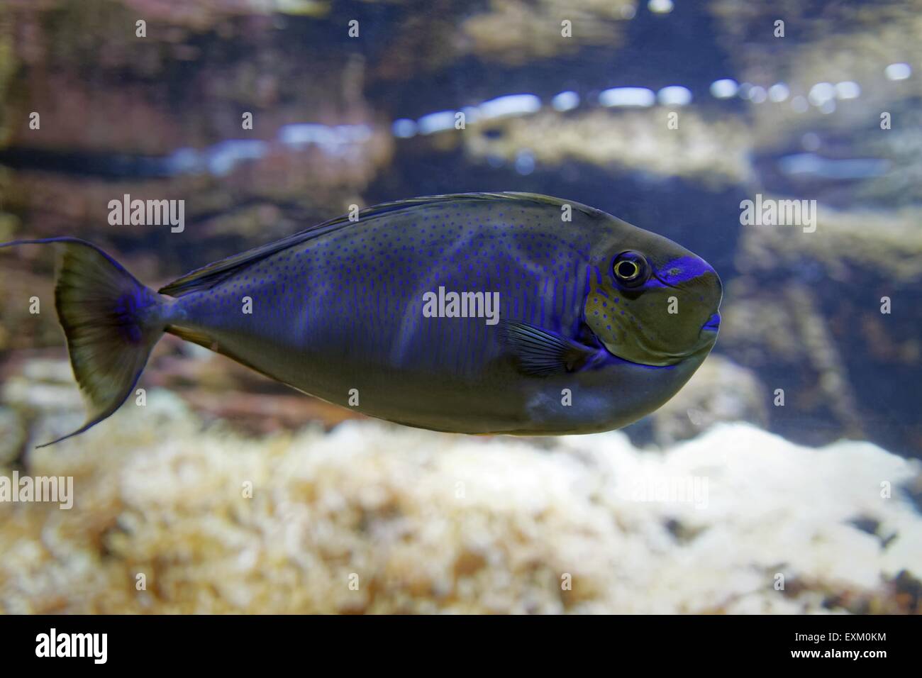 Naso vlamingii -young specimen and member of Acanthuridae family swimming in crystal water sea Stock Photo