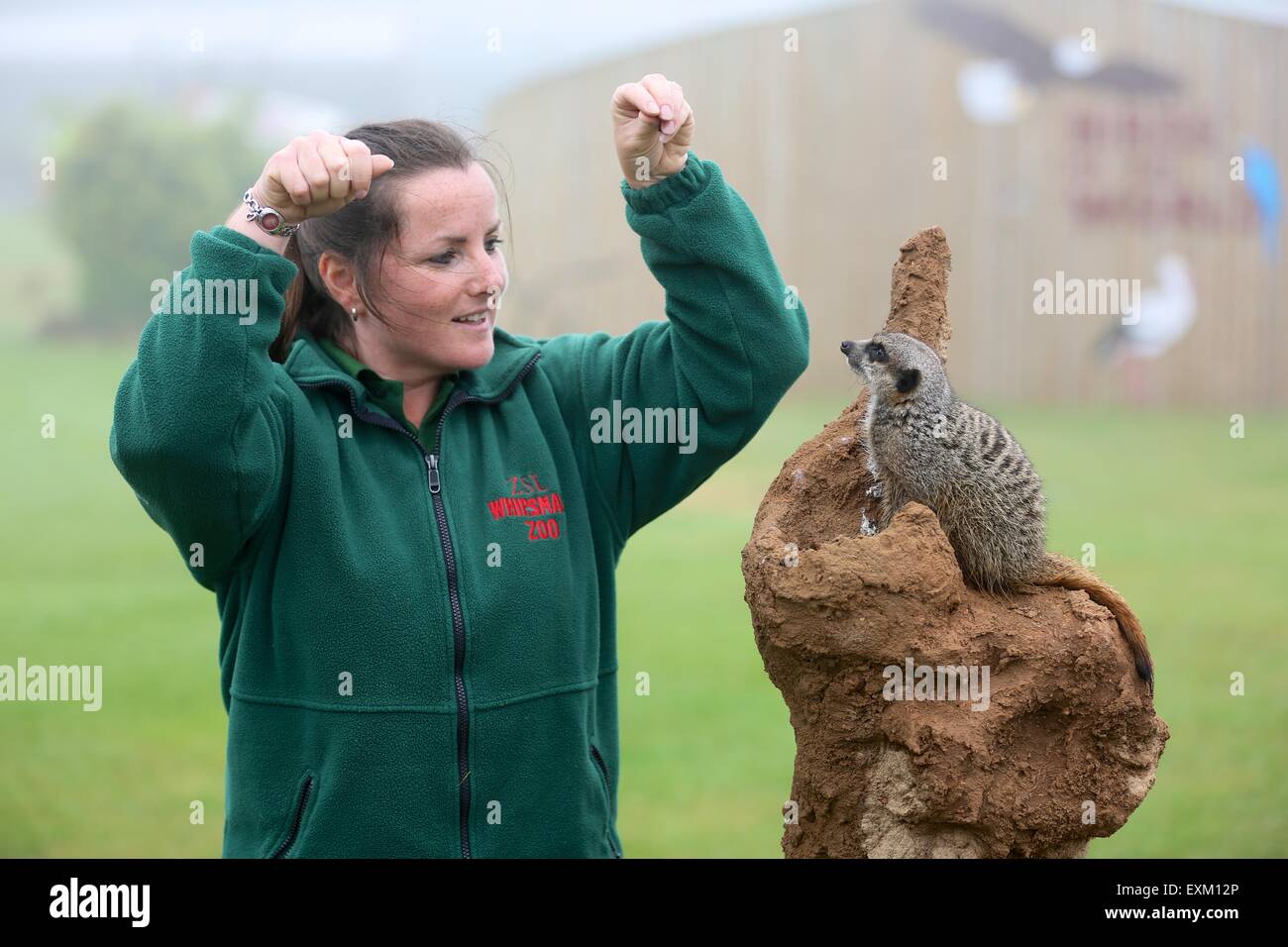 Whipsnade Zoo, Bedfordshire, UK. 15th July, 2015. Four meerkats are put through their paces in preparation for the Deadly Summer Shows at ZSL Whipsnade Zoo, Bedfordshire, UK Credit:  Neville Styles/Alamy Live News Stock Photo