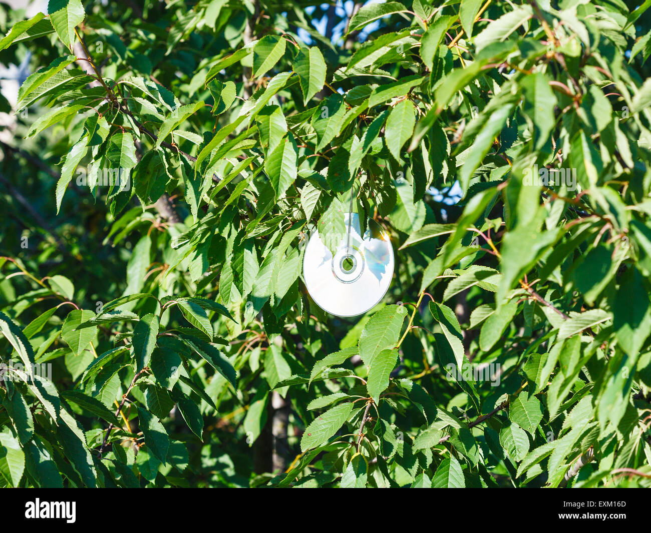 shiny compact disc on black cherry tree to scare birds in sunny summer day Stock Photo