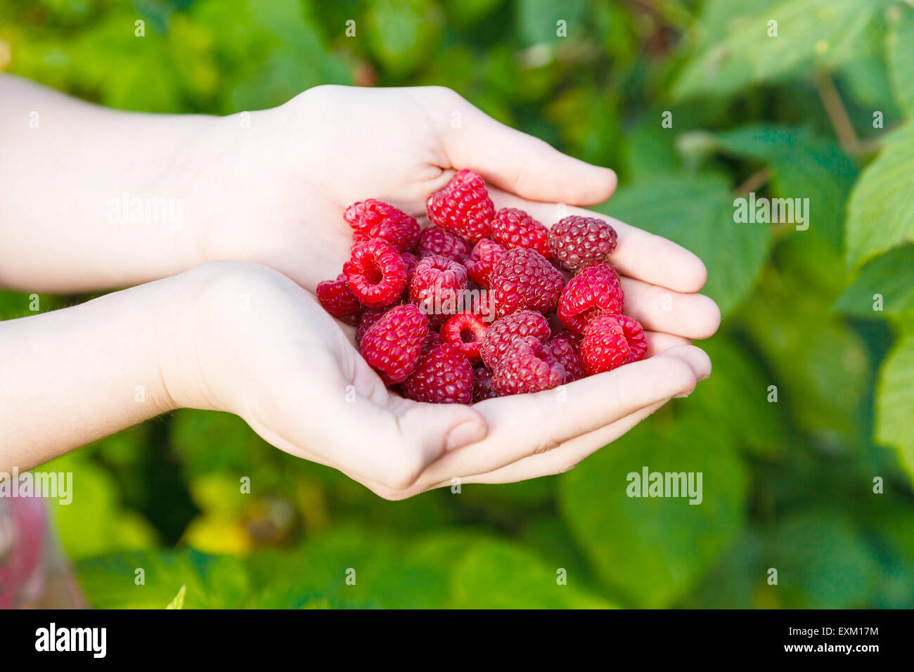 Малина в руках. Собранные ягоды. Малина рука. Фотосессия с малиной. Ягоды в ладонях.