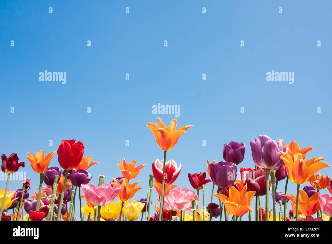 Colorful tulips of the Netherlands Stock Photo - Alamy