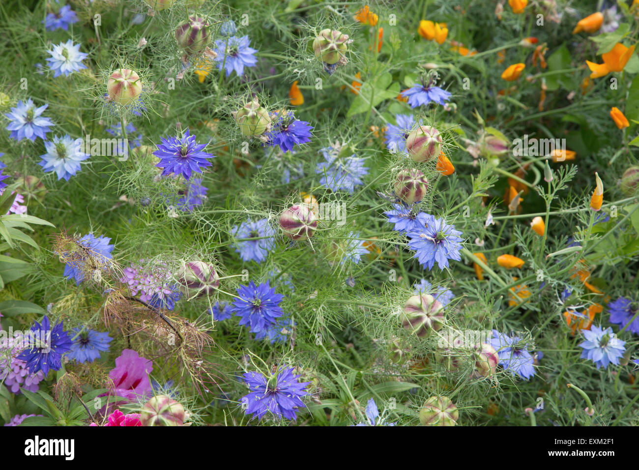 The flowers of Alhambra gardens Stock Photo Alamy