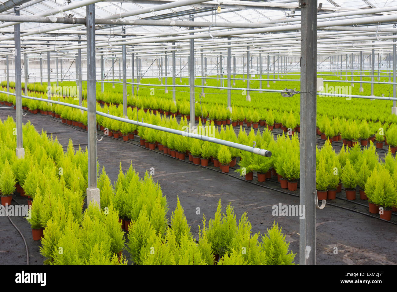 Dutch horticulture with cupressus in a greenhouse Stock Photo