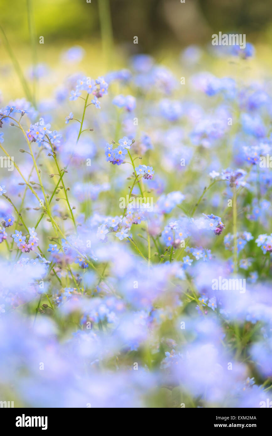 Beautiful forget-me-not Spring flowers with shallow depth of field ...
