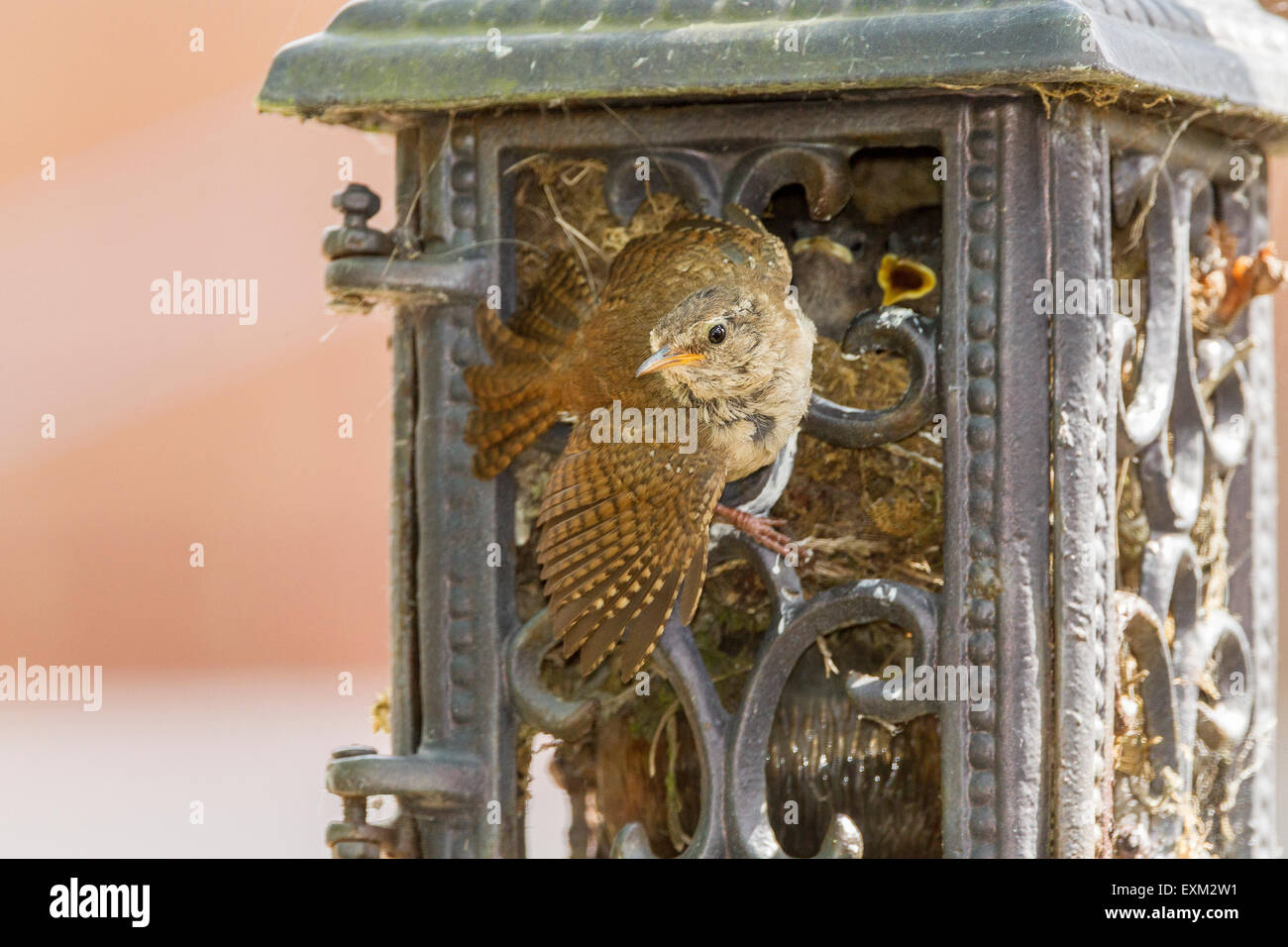 Wren. Troglodytes troglodyter (Troglodytidae) in the breeding season. Stock Photo