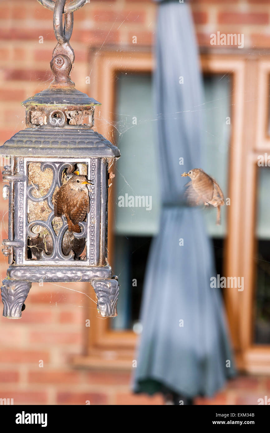 Wren. Troglodytes troglodyter (Troglodytidae) in the breeding season. Stock Photo