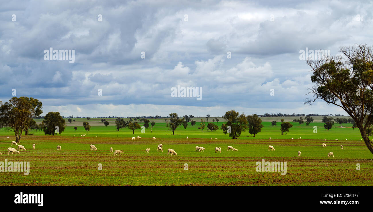 Sheep pasture in the Barossa valley South Australia, Australia Stock Photo