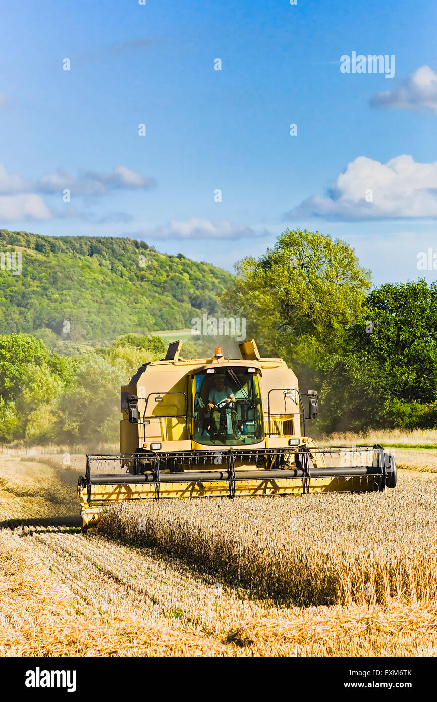 Harvesting cereal crop in a Wiltshire field near Devizes UK Stock Photo