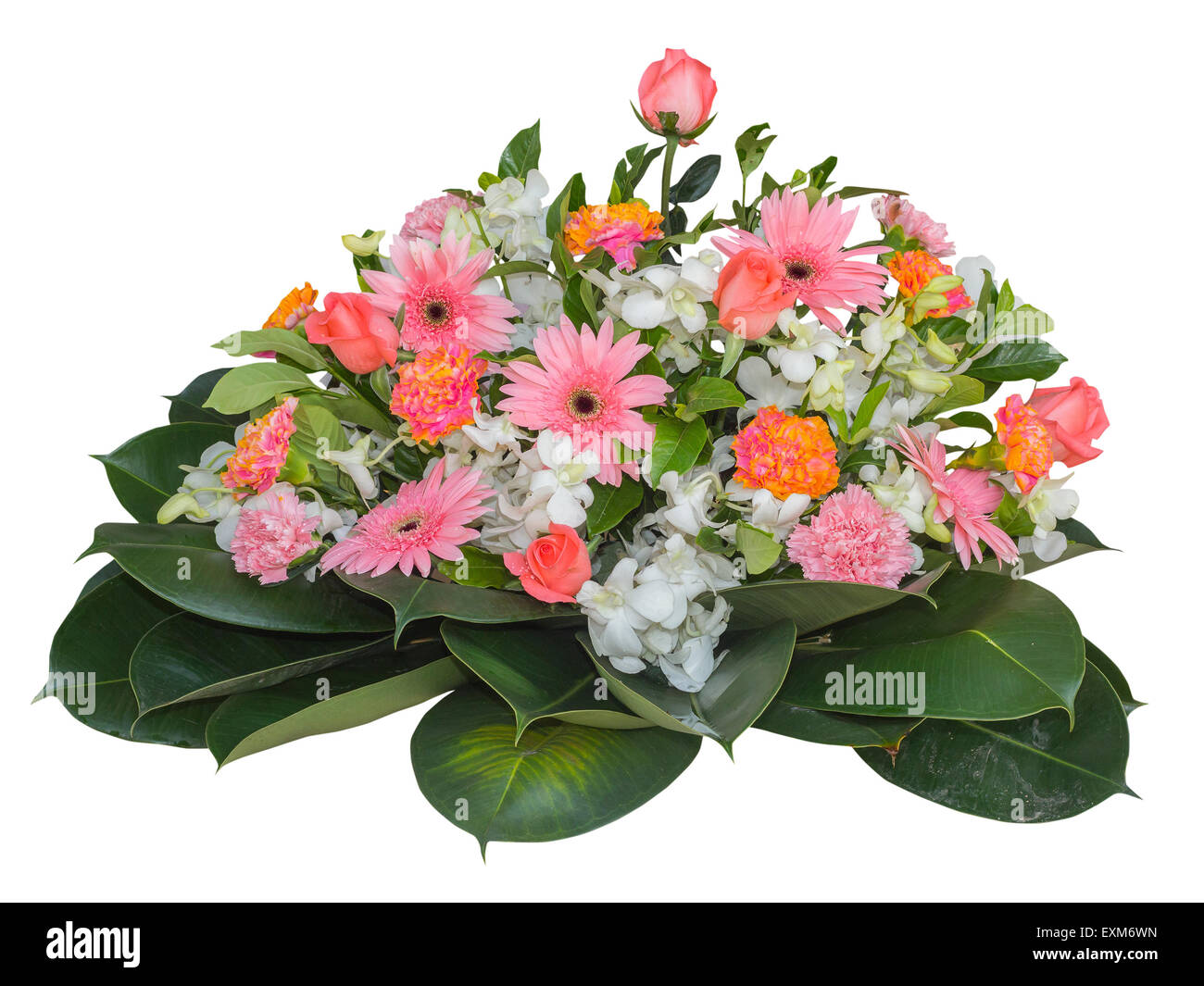 Beautiful flowers isolated on white background with clipping path Stock ...